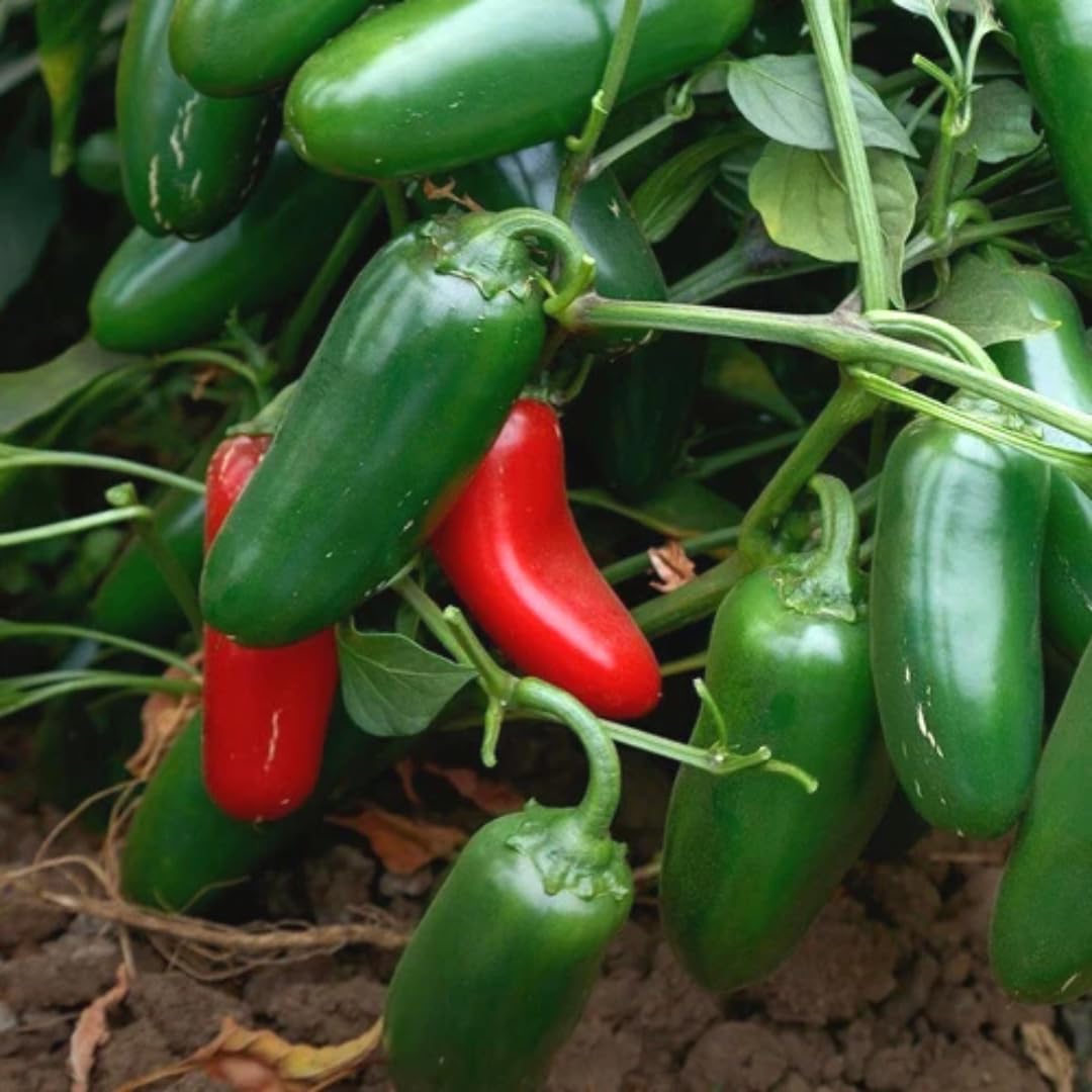 Live Jalapeno Pepper Plant in 4 Inch Pot, 4–7 Inch Tall Seedling, Green Chili Pepper Plant for Garden or Container Growing