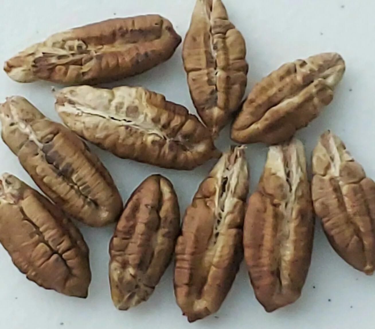 Medjool Date Palm Tree Seeds - Phoenix Dactylifera - 10 Seeds for Growing Edible Fruit