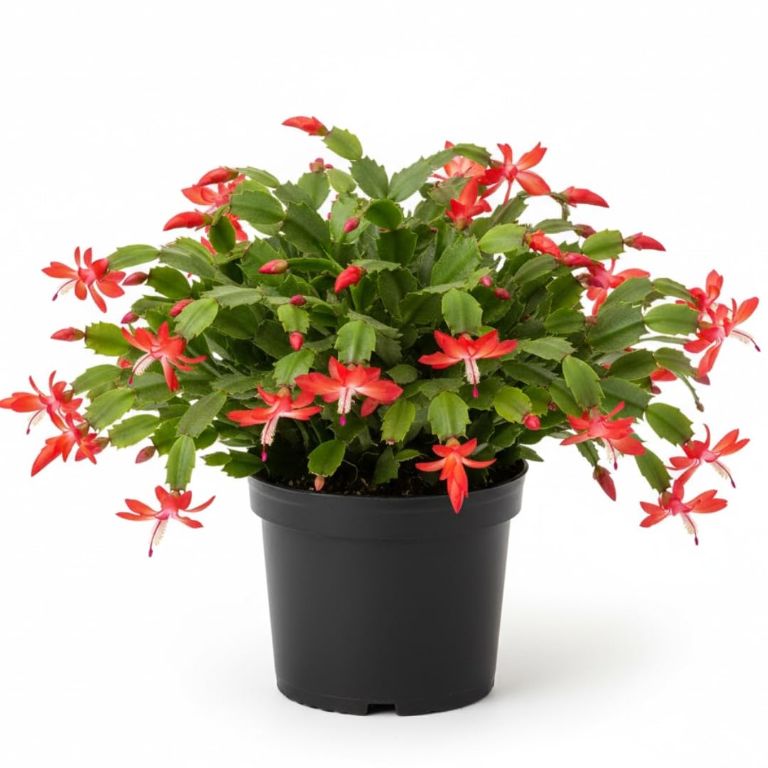 Xmas Cactus Live Plants in 4 Inch Pot | Vibrant Christmas Cactus Plants | Easy-Care Indoor Tropical Houseplant | Ideal Gift for Plant Enthusiasts | Random Color