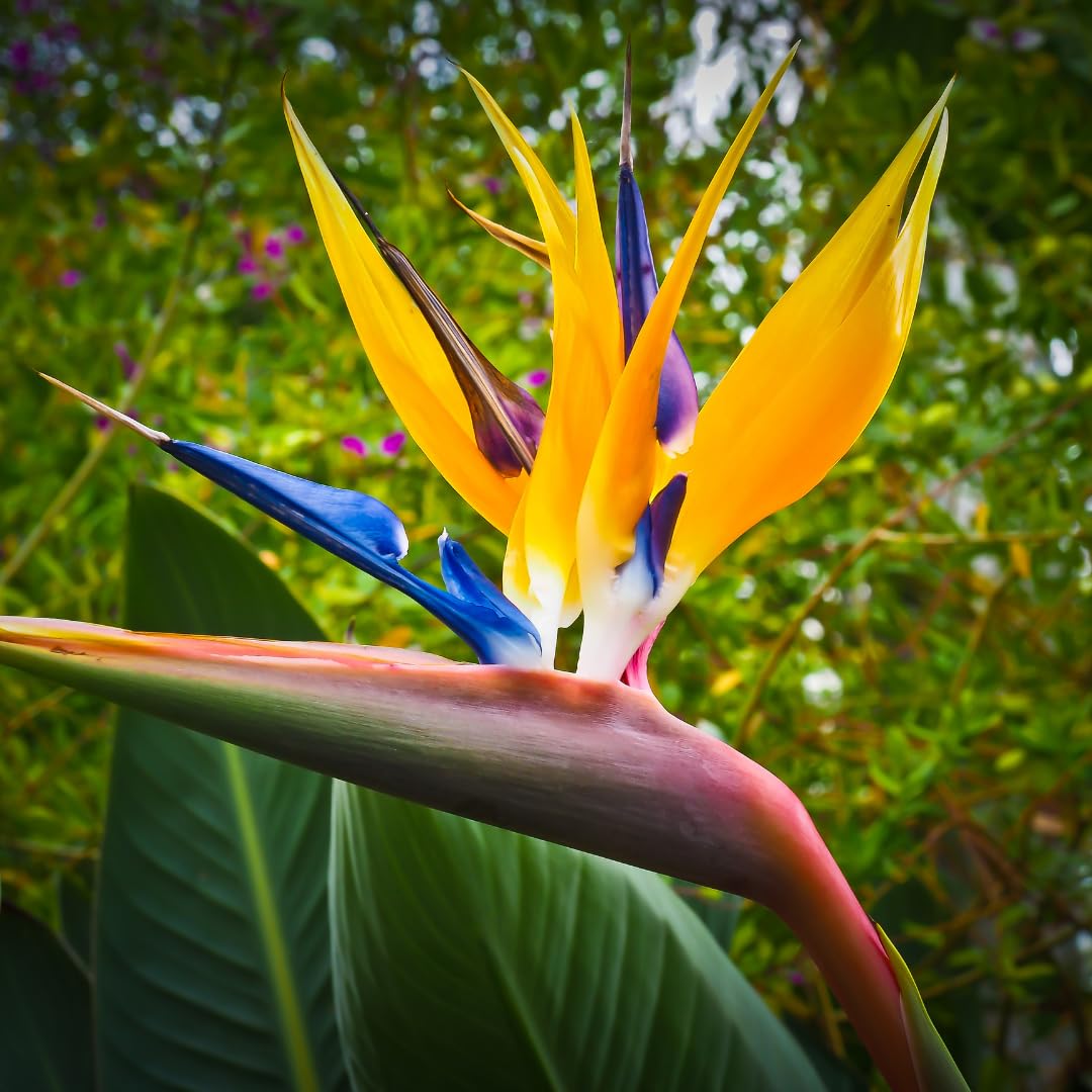 2 Yellow Bird of Paradise Live Plants, Strelitzia Reginae Well-Rooted Tropical Perennial Blooming, 5-9 Inches Houseplant Decor Indoor Outdoor, No Pot
