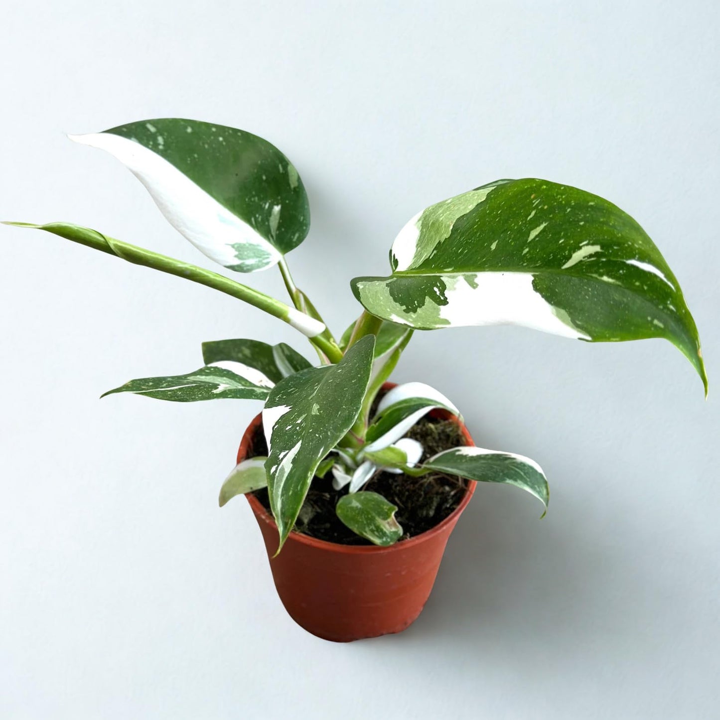 Philodendron White Princess Variegated Live Plant – Rare Indoor Tropical Houseplant with White Green Foliage – Easy Care Air Purifying Plant Gift for Home Garden (Heat Pack Included)