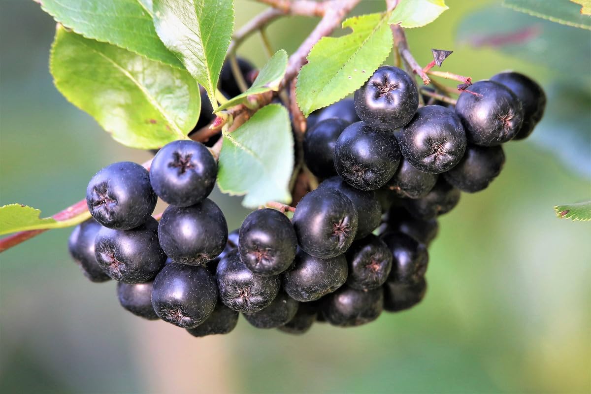 Black Chokeberry Plant Live for Planting 6-12 Inch Tall, Aronia Berry Plant Edible Berry