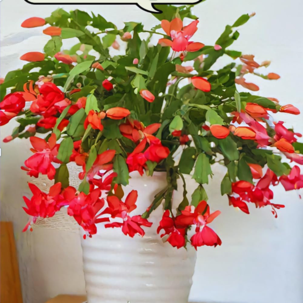 Christmas Cactus Plant Live, Holiday Cactus Live Plant, Hanging Baskets Houseplants, 4 Inc Potted (Red)