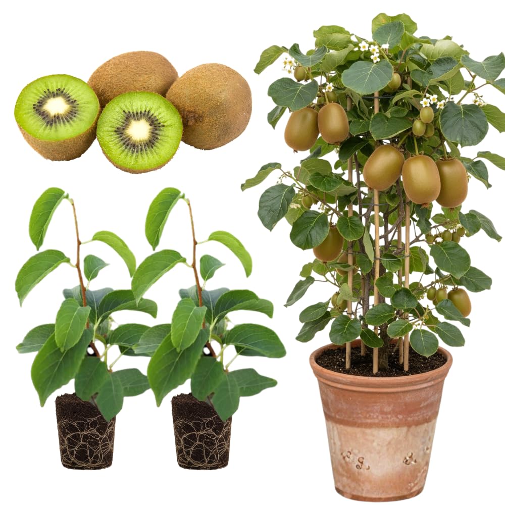 2 Kiwi Plants Live, Hardy Kiwi Berries Well Rooted Starter Plant, Kiwi Vine Live Plant, 5-9" Tall