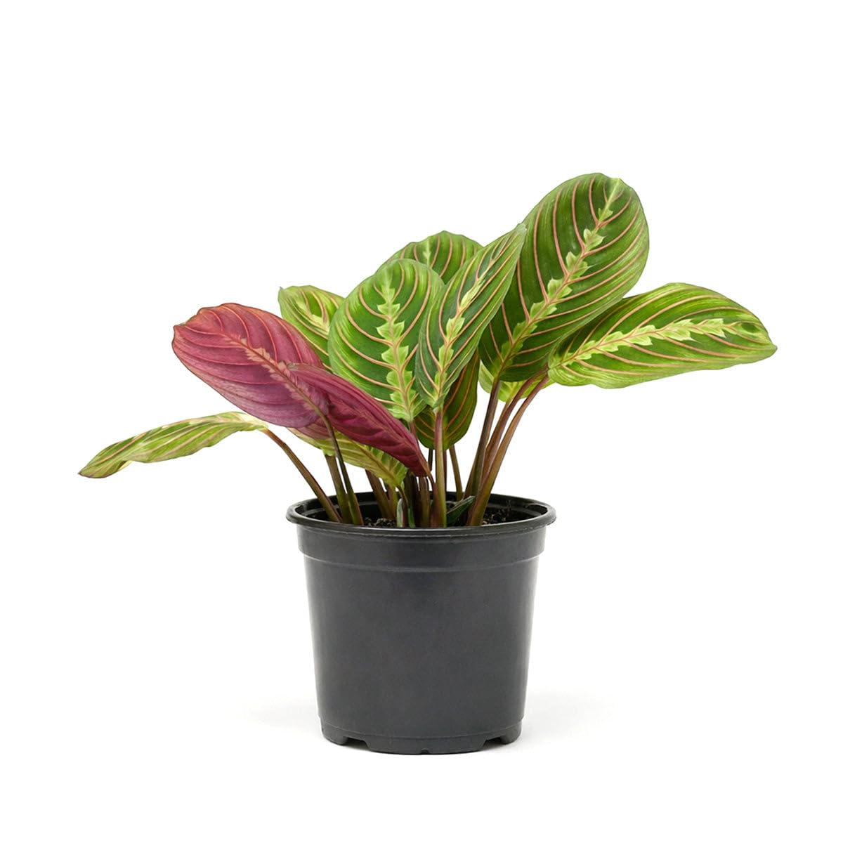 Maranta Red Prayer (4 inch) - Pet-Friendly Houseplants - Attractive Indoor Plants, Easy to Grow, Pet Safe Plants for Cats & Dogs, Ideal for Home Decor, Office & Gift