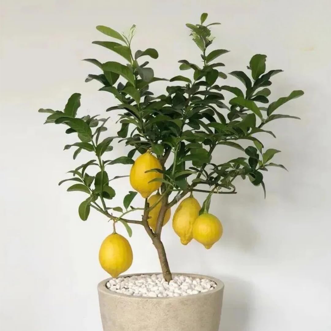 Meyer Lemon Tree Live Plant in Pot, Fruit-Bearing 2-3 Years Old Trees, Yellow Lemon Lime Tree in 3 Gallon Pot, High-yielding Spring Planting