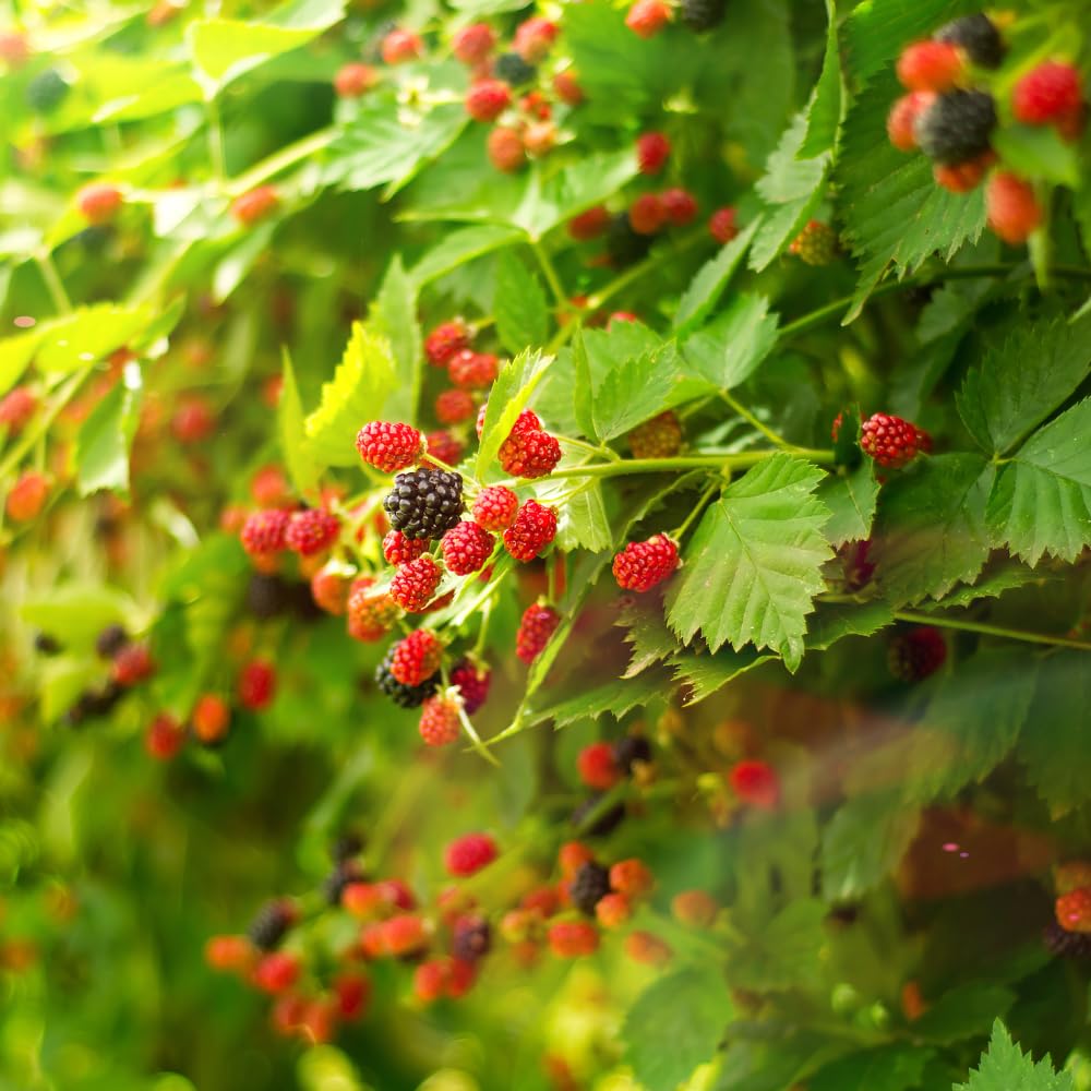 Pack 2 Thornless Boysenberry Plant, Boysenberry Plants Live for Planting, Fruit Tree Seedlings 4-6 Inches Tall, Fast Growing and Sweet Berries for Edible Garden