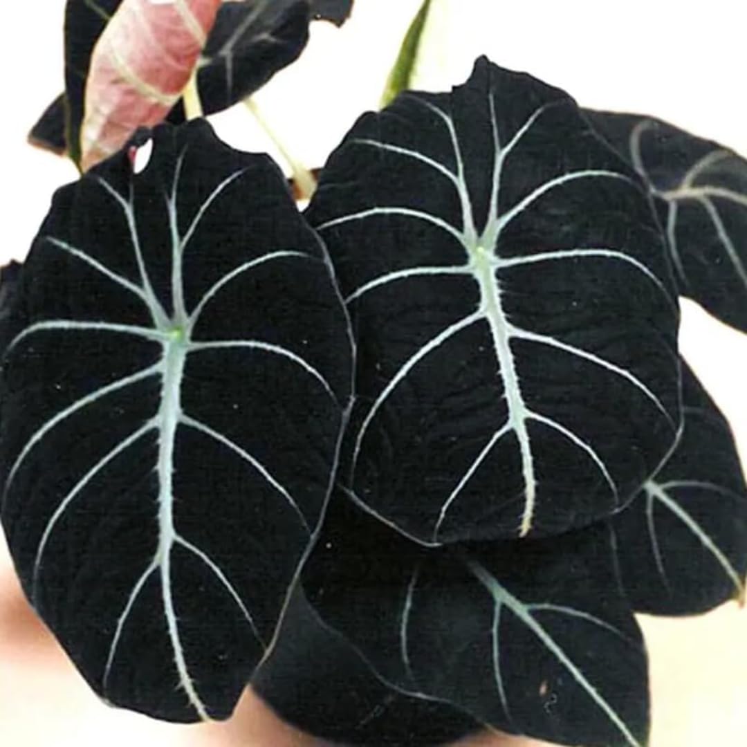 Sets 5 Alocasia Black Velvet Live Plants Indoor, 4-6 Inches Tall - Tropical Plant with Dark Leaves, Low Maintenance