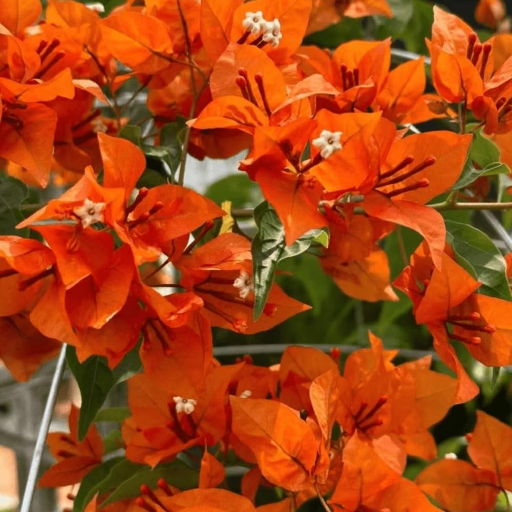 Set 2 Bougainvillea Plant Live, Trailing Flowering Vine, 4-6 Inches Tall, Well Rooted Bougainvillea, Outdoor Garden or Patio, No Pot (Orange)