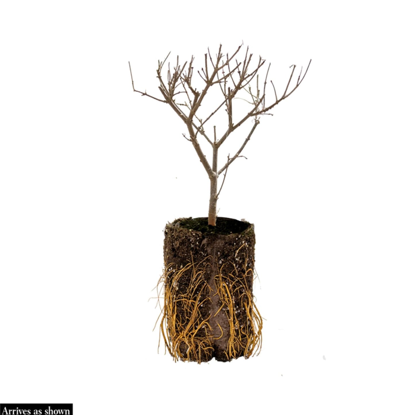 Direct Gardening Marionberry Dormant Bare Root Fruit Bearing Starter Plant