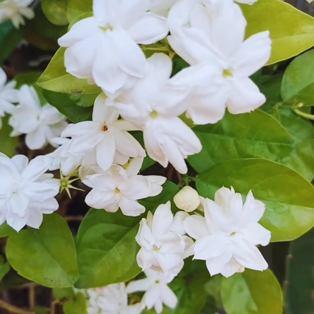 3 Jasmine Plants Indoor Live, Live Blooming Jasmine Plant, 4 to 6 Inc Tall, Maid of Orleans Jasmine Plants Live, Jasmine Plant for Garden, Jasmine Live Plant