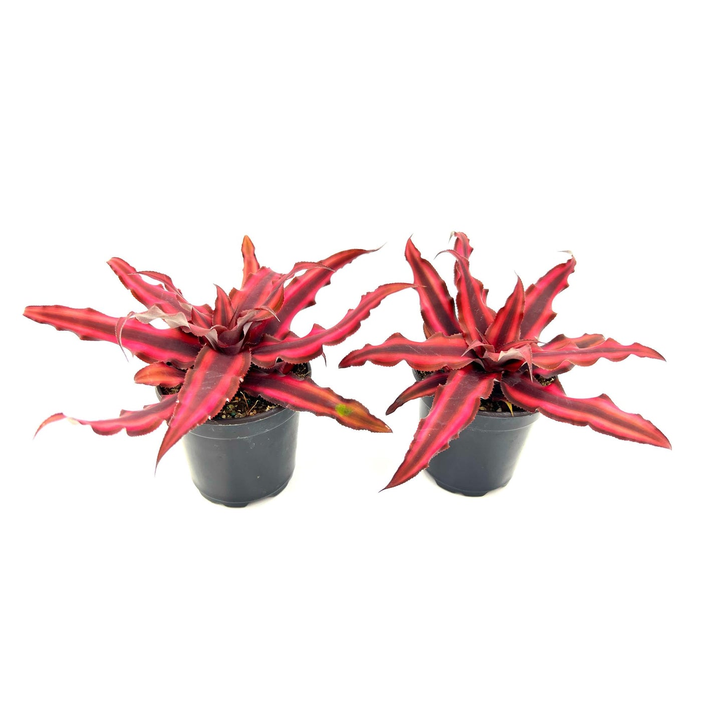 ragnaroc Live Plants – Cryptanthus ‘Red Star‘, 4-8" in 4" Pot - 1ct - Live Arrival Guaranteed - Succulents and House Plants for Home Decor & Gift