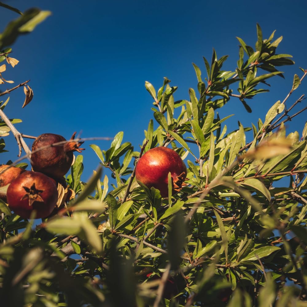 Pomegranate Tree Live Plant, Sweet Fruit 2–3 Ft Tall in 3 Gallon Pot, Cold Hardy Outdoor Garden Tree, No Ship to CA