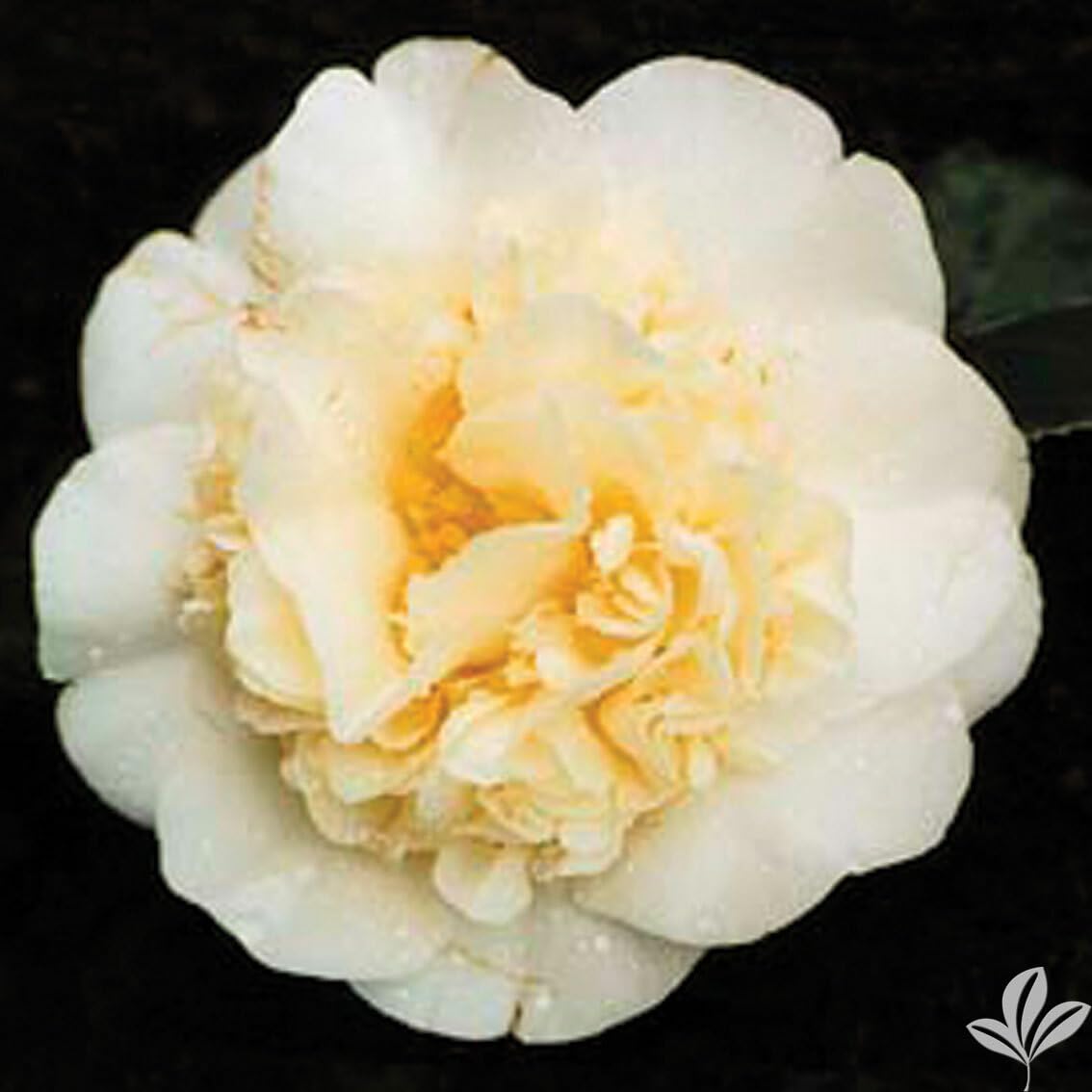 Live Plant - JURY'S Yellow Unique Bloom Camellia Japonica-Live Starter Plant