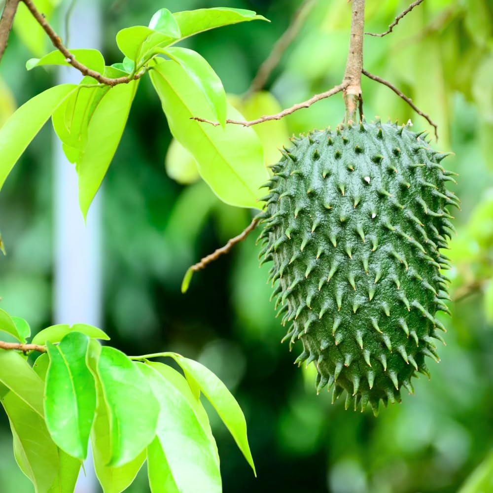 Guanabana Soursop Tree 2 to 3 Feet in Gallon Pot, Sweet Soursop Plant Live for Planting, Soursop Fruit Tree, No Shipping to CA