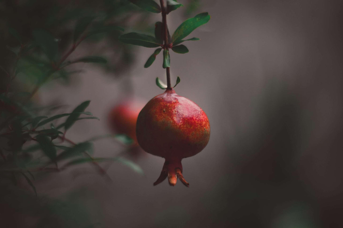 Live Plant - Pomegranate Tropical Fruit Tree 24โ-36โ