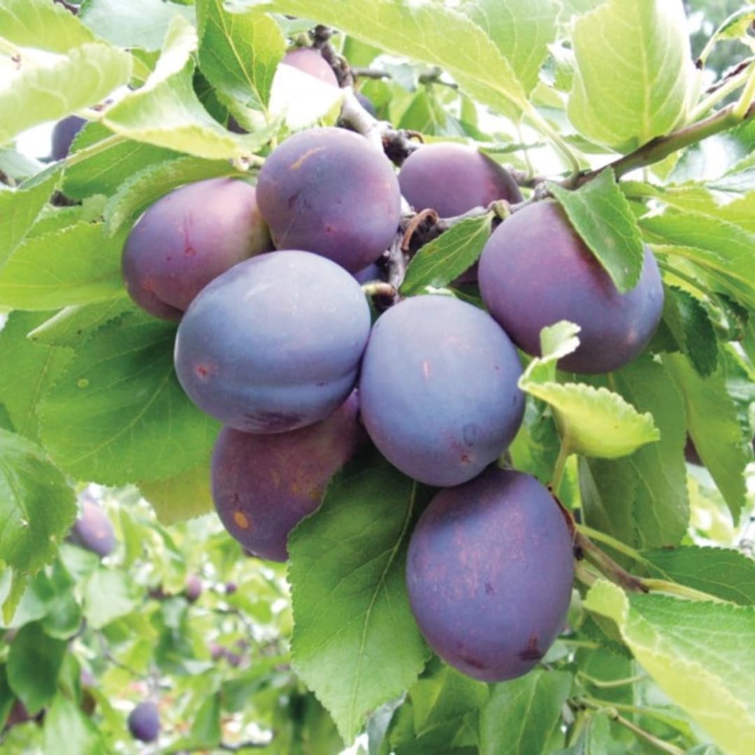 Grafted Plum Tree Live Plant Ready to Bear Fruit, 2-3 Ft Tall in 3 Gallon Pot, No CA, Spring Planting, Fast-Growing and High Yielding (Santa Rosa)