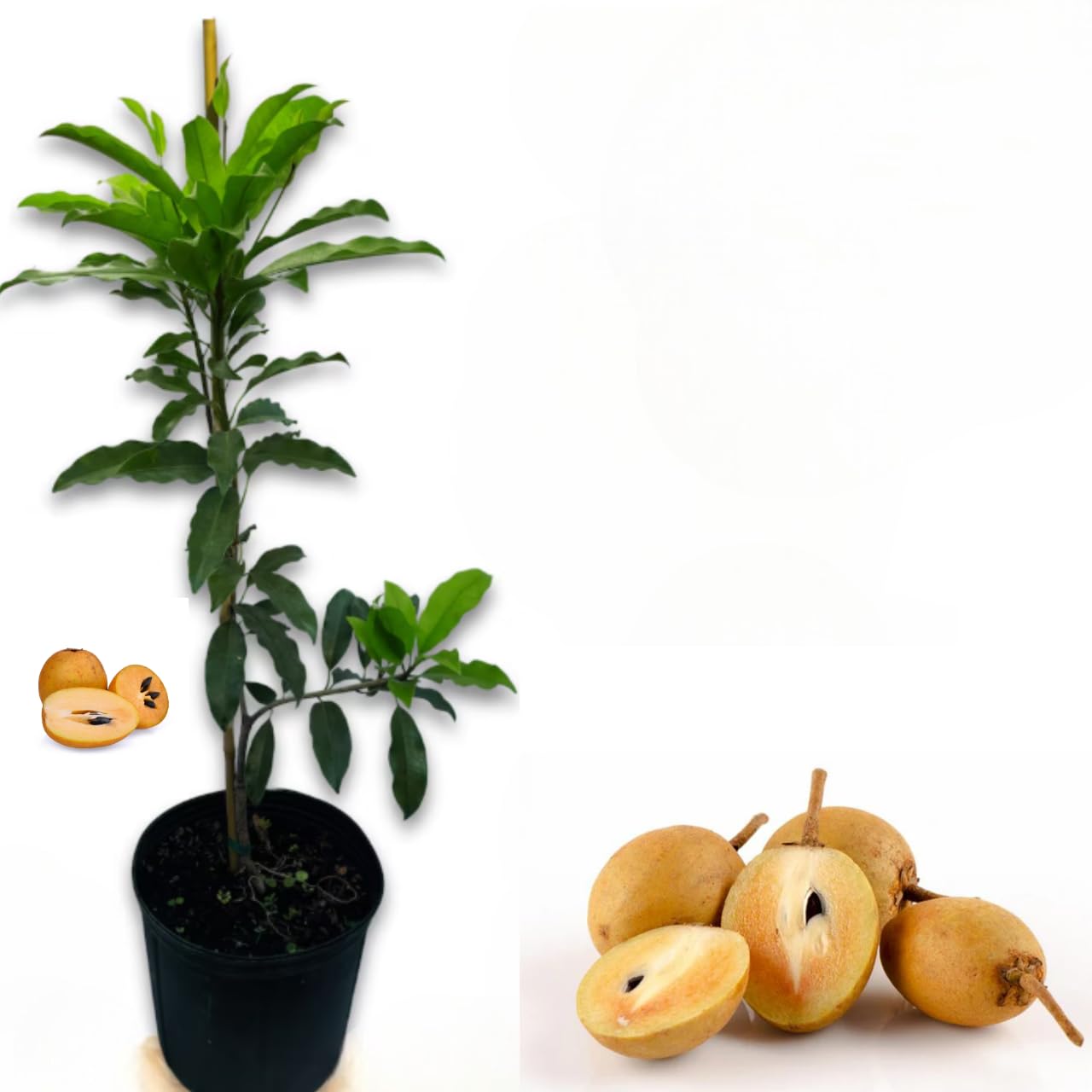 Sapodilla Plant Live for Planting, Live Sapodilla Fruit Plant 3-4 Feet Tall in 3 Gallon Pot, No Ship CA