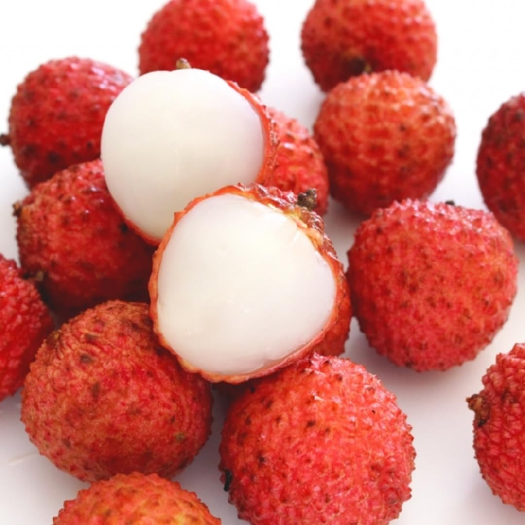 Lychee Fruit Tree Plant, 4 Inc Potted, Lychee Plant Live Sweet Fruit Plant