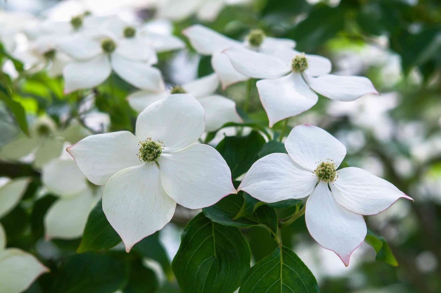 Live Tree Seedling for Planting - Grow Live Tree Plants - No Ship to California (Kousa Dogwood)