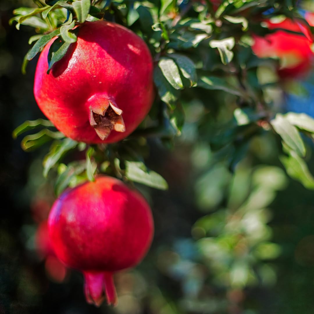 Live Pomegranate Tree Plant, Sweet Edible Pomegranate Fruit, 2-3 Feet Tall, Well-Rooted, Ready for Outdoor Planting