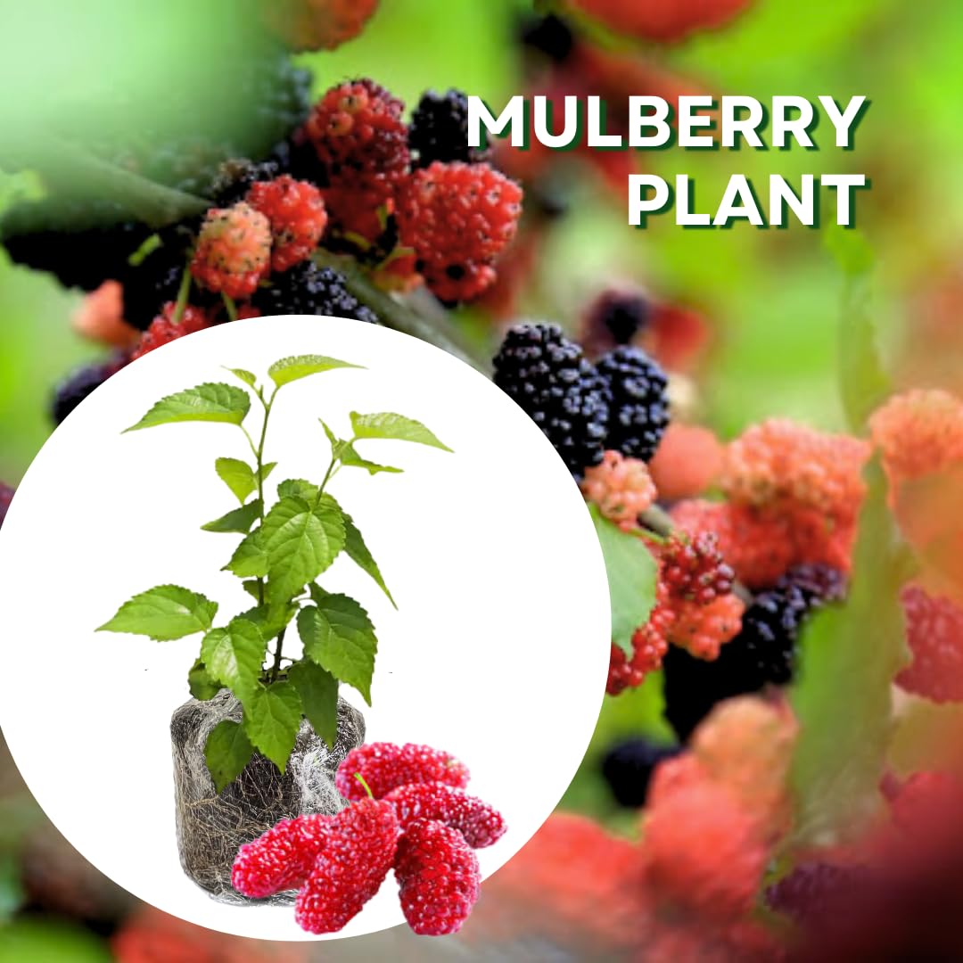 Red Mulberry Tree Live Plant for Planting 5 to 8 Inch Tall, Everbearing Mulberry Bush Live Plant, Mulberry Plant Live, Mulberries Fruit