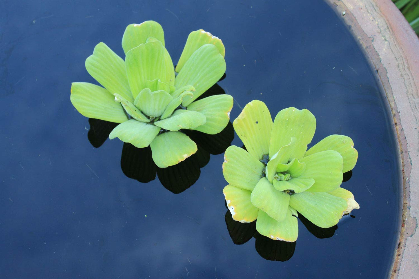 Water Lettuce - Floating Live Pond Plant