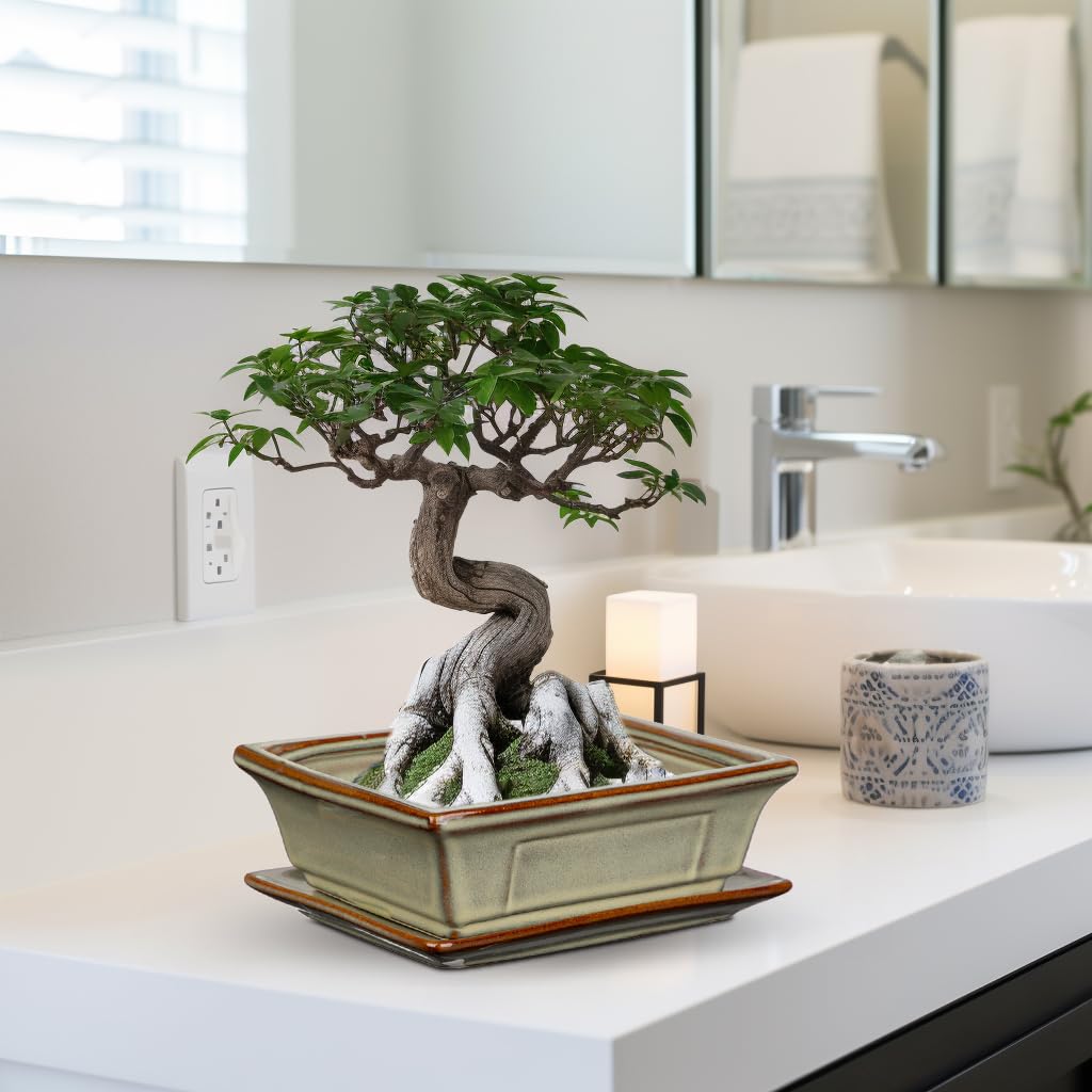 Ceramic Bonsai Pots with Drainage Tray, Set of 2 Rectangular Glazed Bonsai Planters for Indoor/Outdoor Use, Shallow Brown Bonzai Tree Pots for Succulent, Orchids, Cacti, Home, Patio, Garden, 7.5"x5.5"