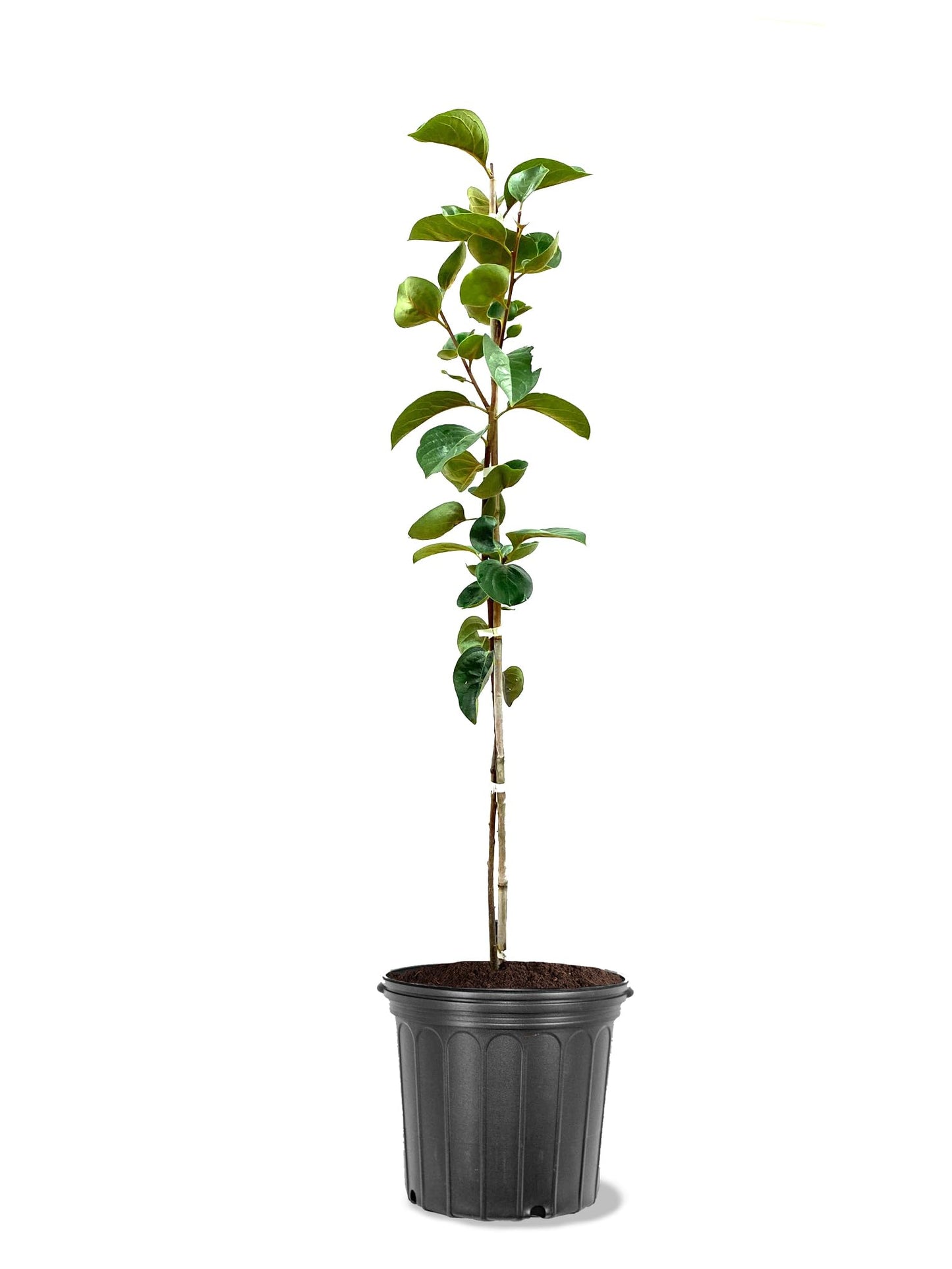 American Plant Exchange Fuyu Jiro Persimmon Tree, 5 Gallon Pot, 2-3ft Tall, Large Outdoor Landscape Garden Plant, Live Fruiting Plant, Non-Astringent Variety, Fresh Persimmons for Gourmet Recipes