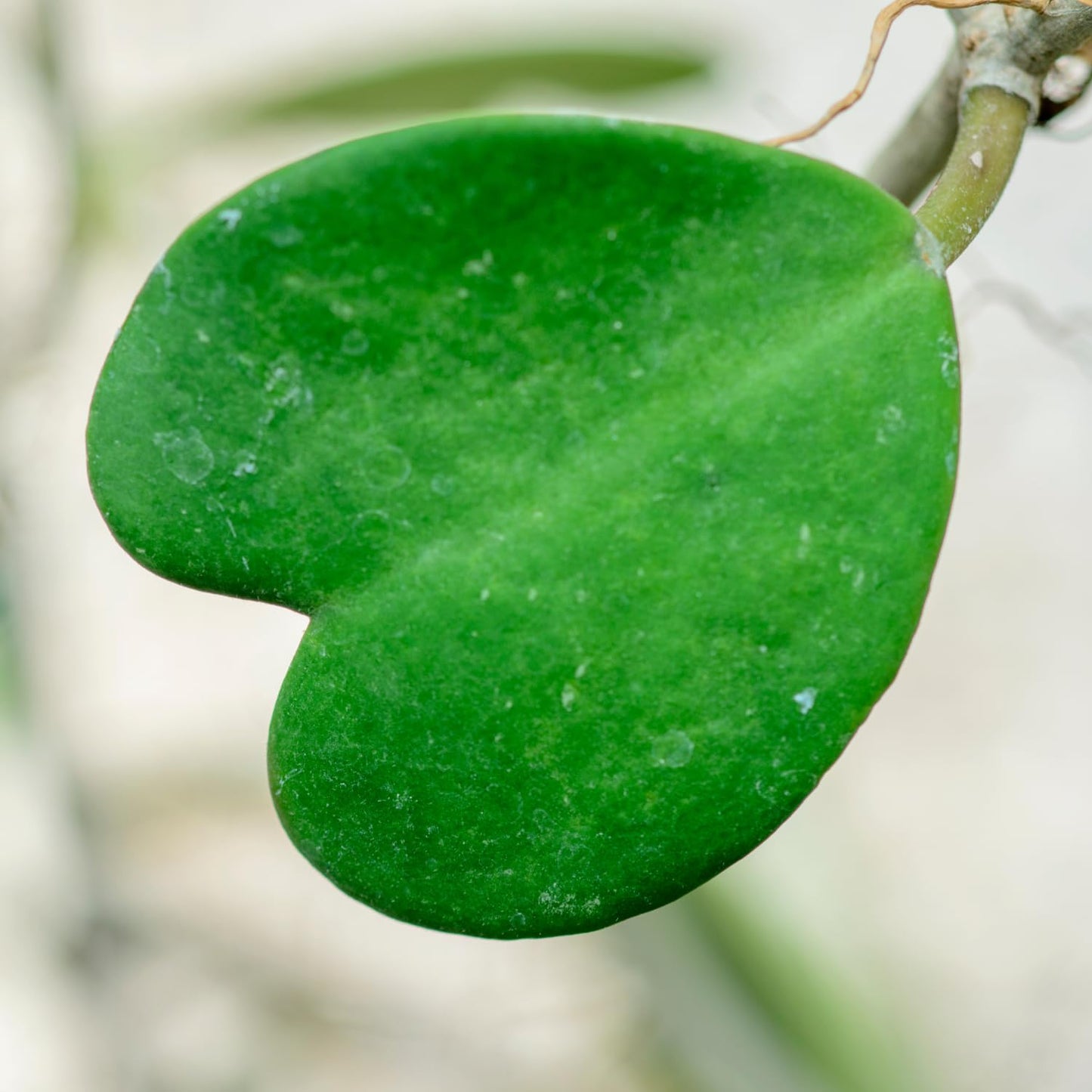 2 Hoya Kerrii, Hoya Kerrii Heart Plants Live, Hoya Plants, Hoya Kerrii Heart 4 Inches for Ornament Indoor Outdoor