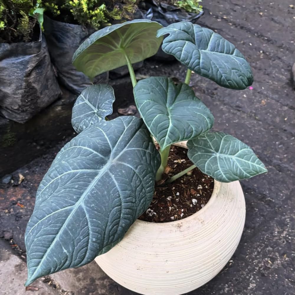 Alocasia Live Plant, Tropical Plant for Gift or Home Office Decor, Air Purifying, Rare Alocasia Plant Indoor from 2 to 4 Inches Tall (Grey Green)