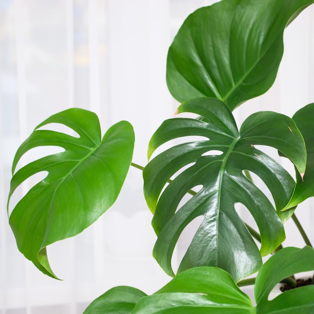 Monstera Plant Live, Starter Plant from 4-6 Inch Tall, Split Leaf Houseplant, Live Monstera Plants Indoor (Deliciosa)