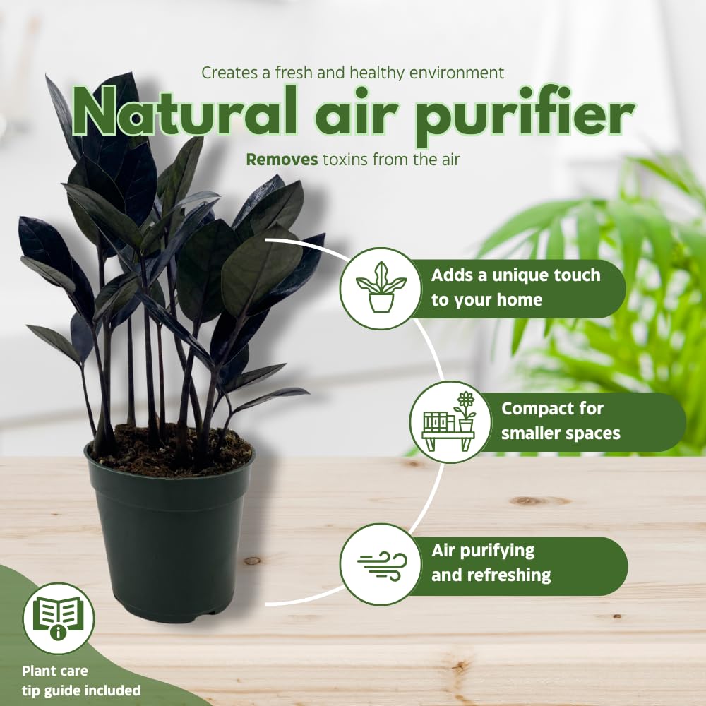 BubbleBlooms Black ZZ, 4 inch Raven Zamioculcas Zamiifolia Dowon Jet-Black
