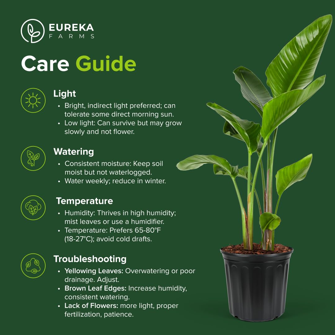 White Bird of Paradise, Strelitzia Nicolai - Live Indoor Plant in Pot, Exotic Home Decor, Air Purifying Houseplant, Tropical Plant, Flowering Plant