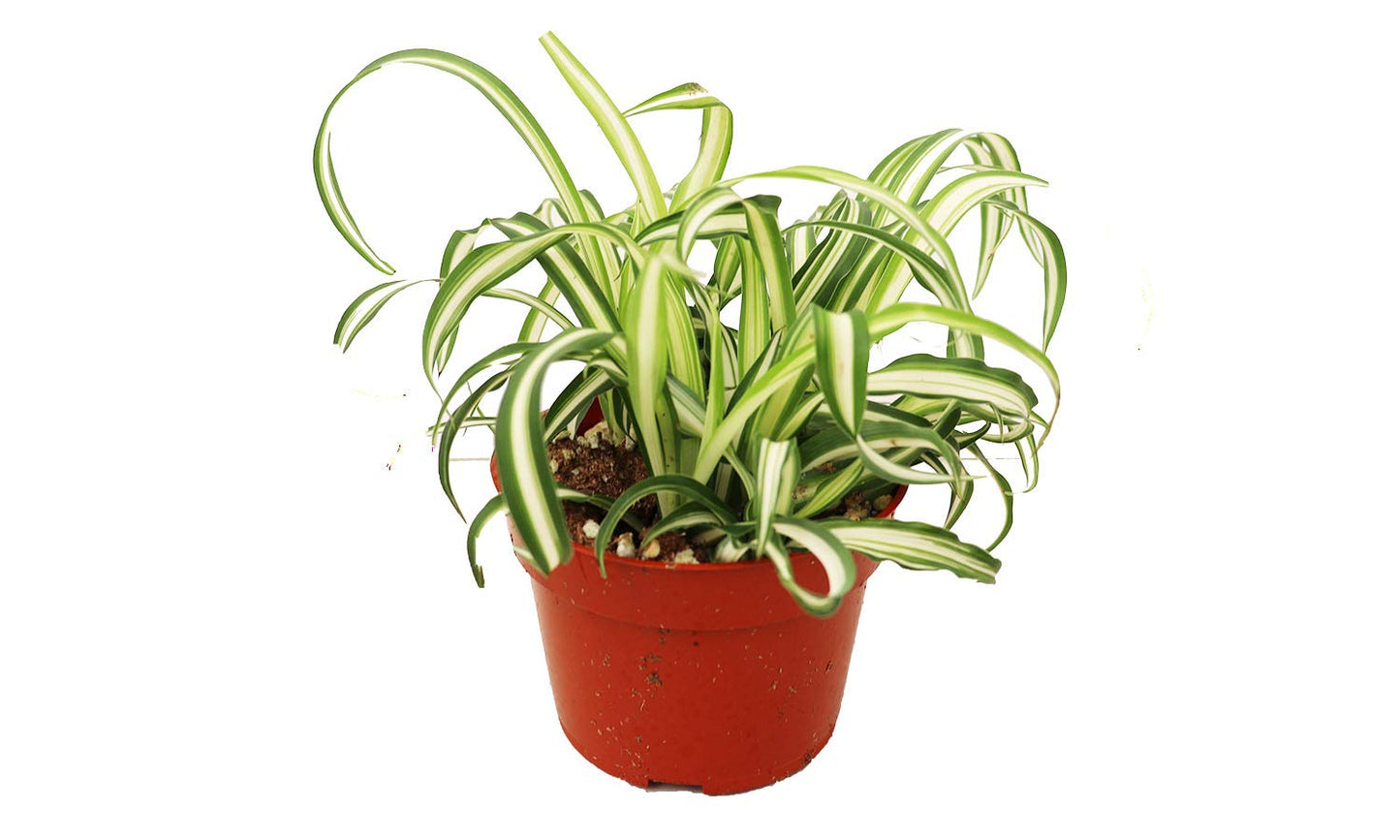 Bonnie Curly Spider Plant - 6'' from California Tropicals