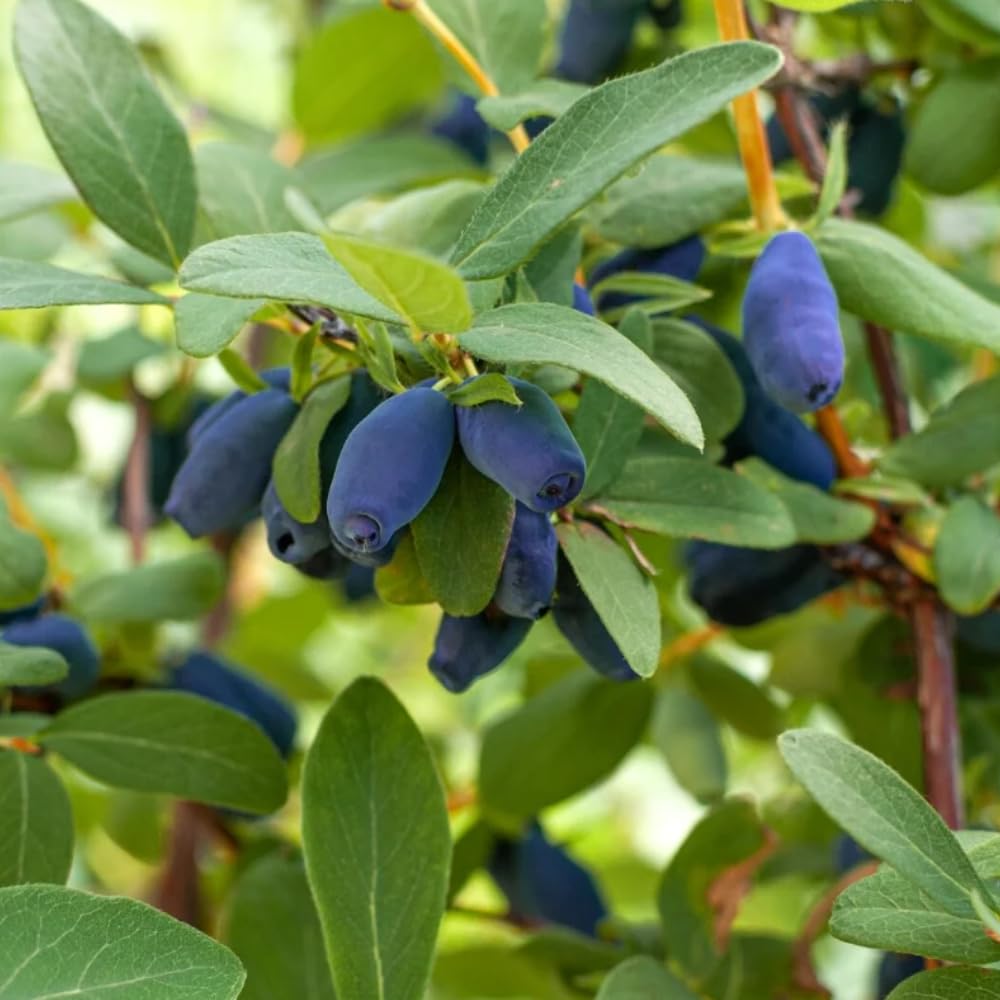 Honeyberry Bush Plant, 6-8 Inch Tall Sweet Blue Honey Berry Tree, Perennial Haskap Plant