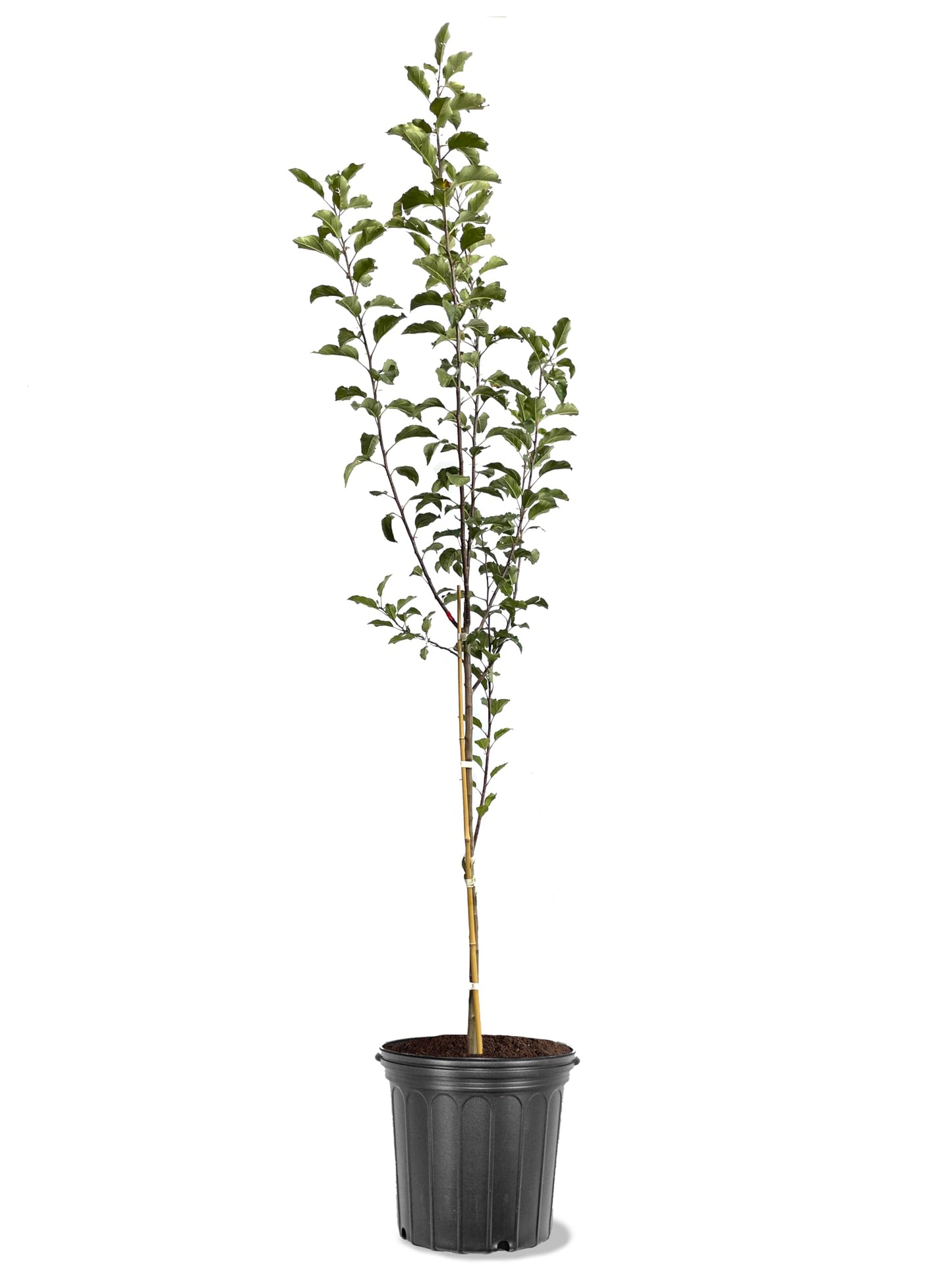 American Plant Exchange Apple Tree 'Semi Dwarf McIntosh' – Live Fruit-Bearing Plant, 5-Gallon Pot, Cold-Hardy, for Home Orchards, Backyard Gardens & Edible Landscapes