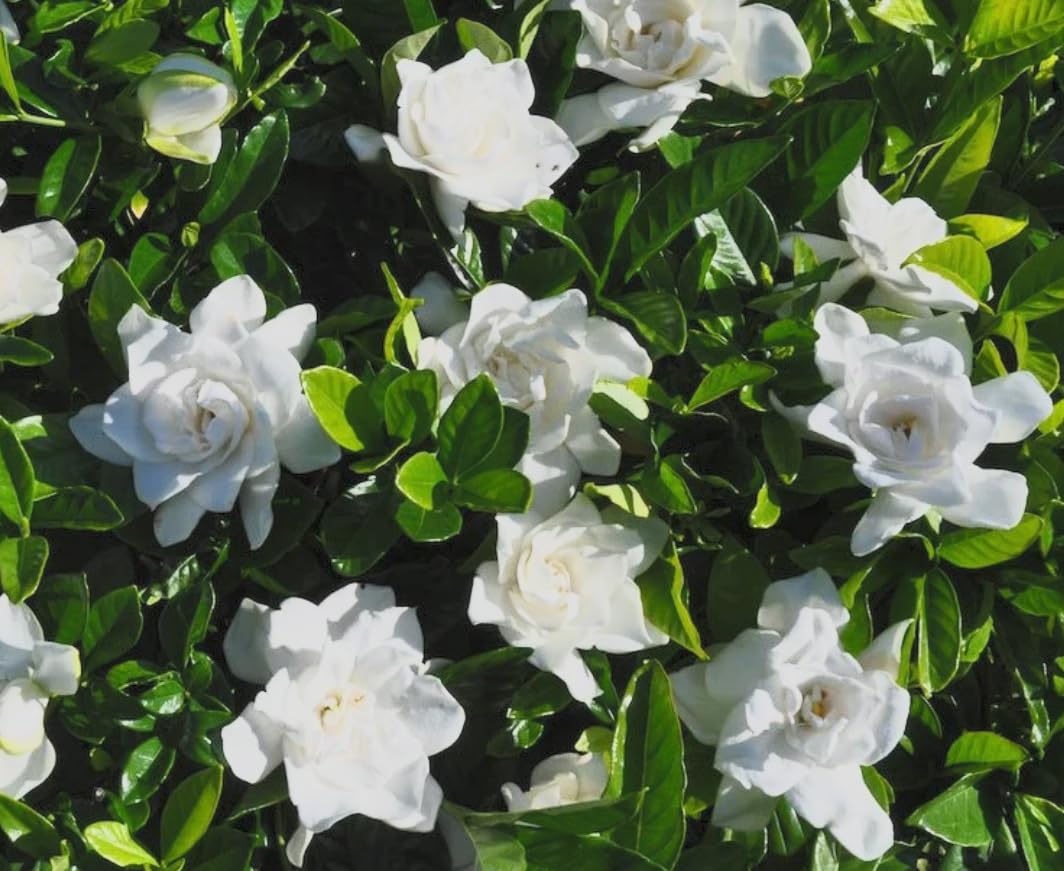 Gardenia ‘Summer Snow’ Live Plant – Cold Hardy Fragrant Evergreen Shrub – Large Double White Flowers – Zone 6–10 – 3 Inch Pot