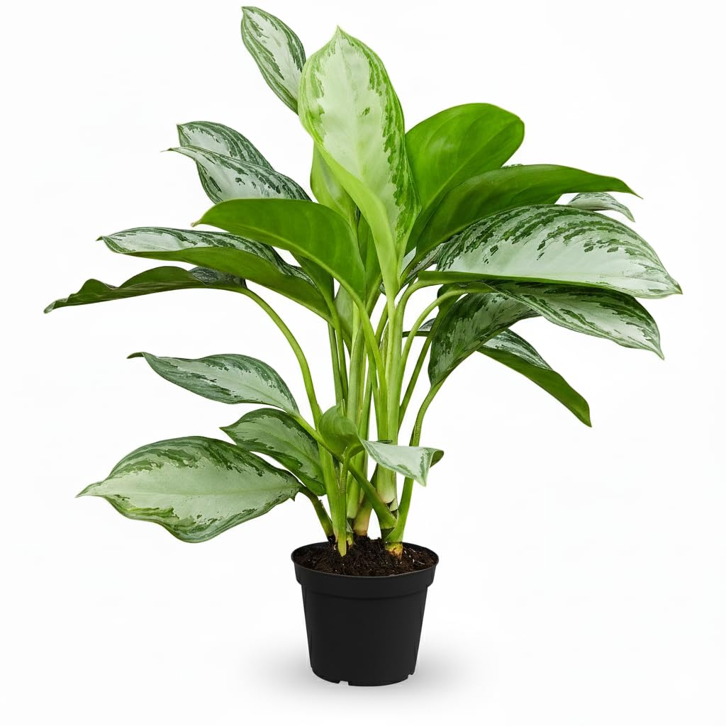 Chinese Evergreen 'Silver Bay' (6 inch) - Lucky Houseplants - 4/6 inch Unique Live Decorative Houseplants - Easy to Care Indoor Plants, Perfect for Office, Home & Feng Shui Decor