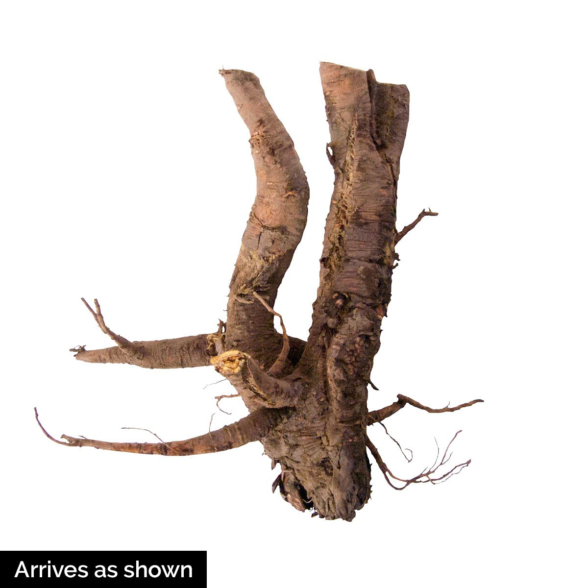 Crimson Red Rhubarb Jumbo Bare Root Plant, Produces Heavily time After time, Includes one Jumbo Bare Root per Offer