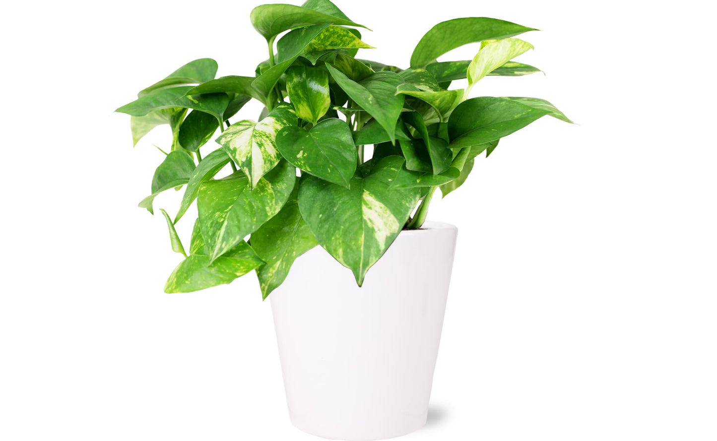 Green Circle Growers 5" Pothos in White Planter, Live Indoor Plants, House Plant