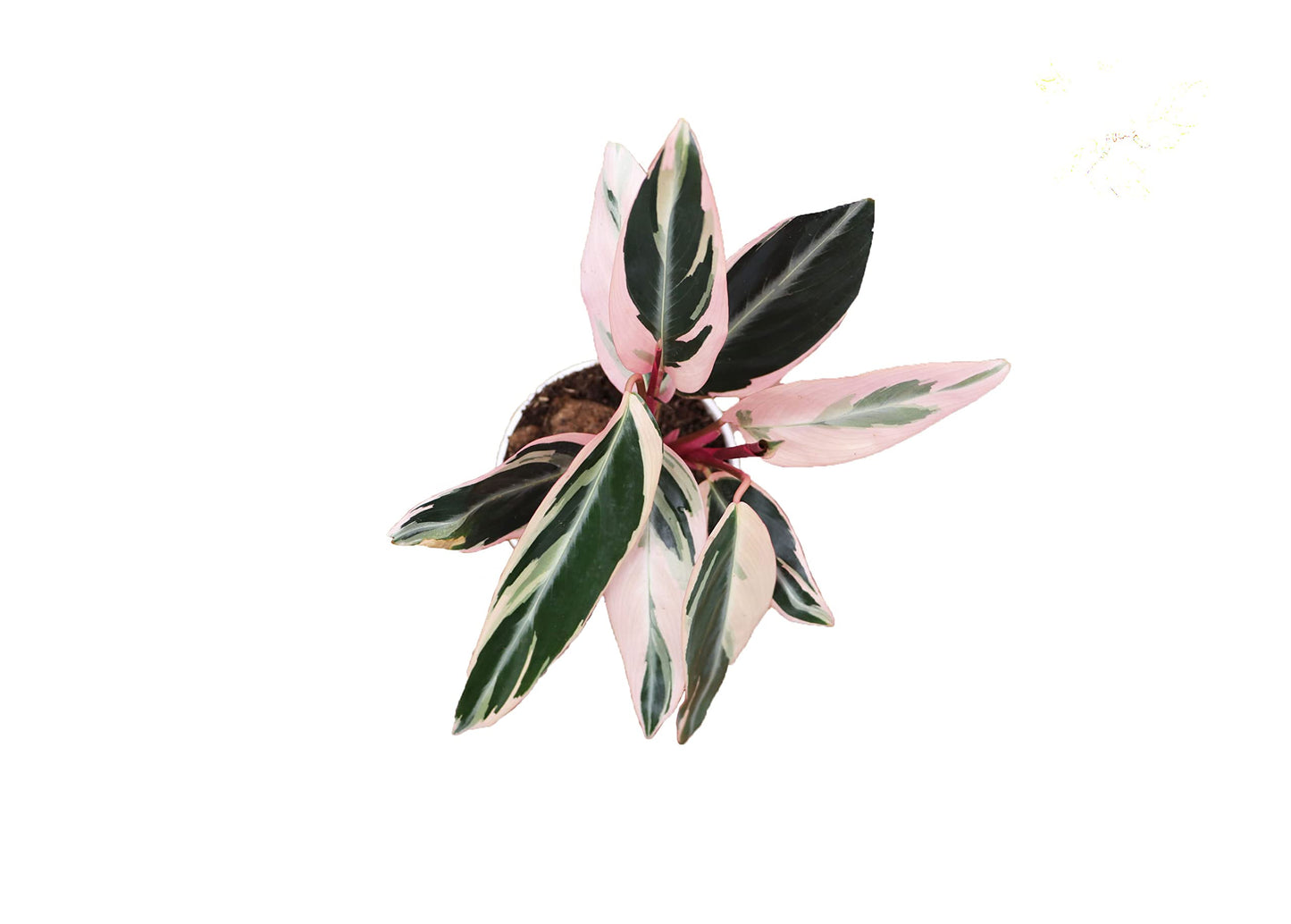 Calathea Indoor Plant, Live Houseplant 4 inch Grower's Pot (Triostar)