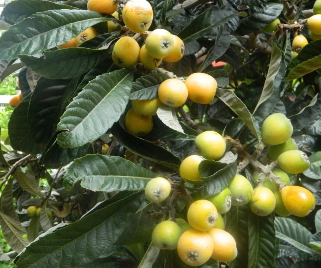 1 Potted Golden Loquat Tree Live Plant Sweet Loquats Plant Yellow Plum Tree White Flowers 8-12 Inch Tall in a Half Gallon Pot, No Ship CA