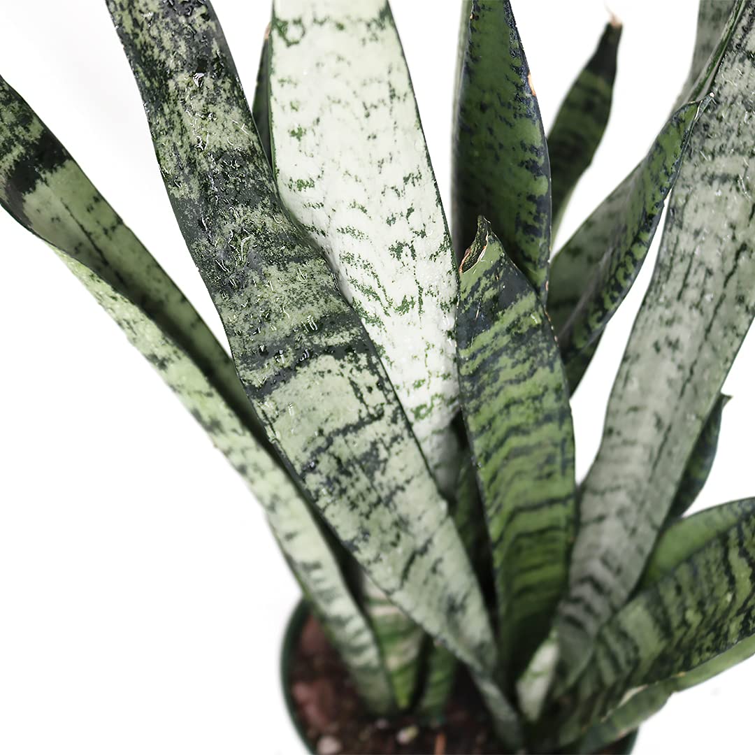 American Plant Exchange Snake Plant Bundle – Medium 6-Inch Pot Sansevieria Laurentii & Zeylanica, Low-Maintenance, Air-Purifying Live Houseplants for Home, Office, or Outdoor Garden Décor