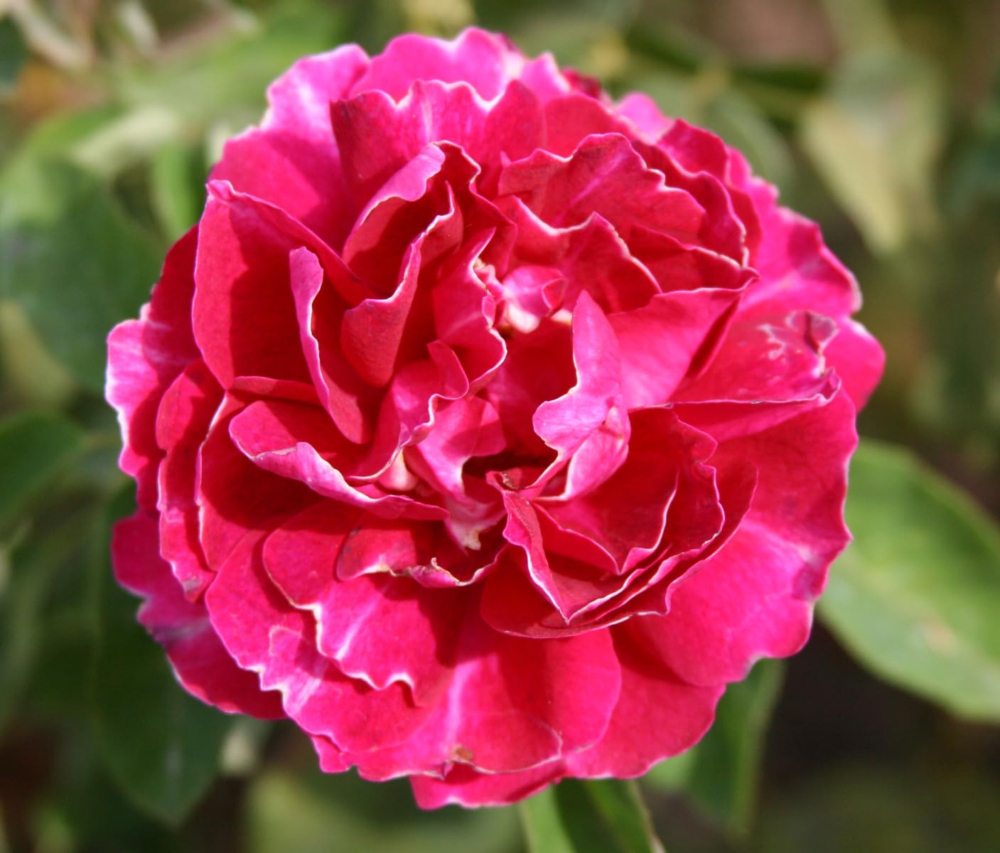 Heirloom Roses Rose Plant -Baron Girod de L'Ain Red Very Fragrant Hybrid Perpetuals Live Plants for Outdoor Garden