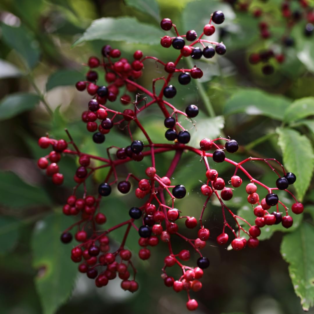 Sweet Elderberry Tree Live Plant for Zones 4 to 8, Cold Hardy American Elderberry Bush Shrub Size 1-2 Feet in Tall, Outdoor Planting