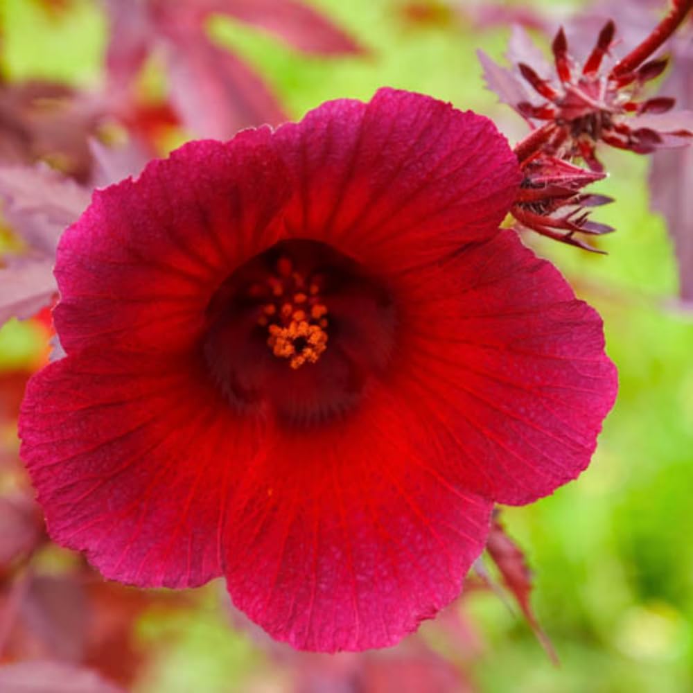 Pack 2 Cranberry Hibiscus Plants Live, 4-8 Inches Tall, Edible Ornamental Plant, Red Hibiscus Flowers