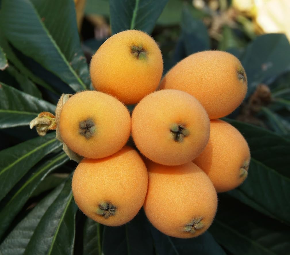 Yellow Loquat Plant 5-12 Inch Tall 4 Inch Pot, Sweet Loquat Fruit Tree Golden Plum Tree Ornamental Trees, No Ship CA