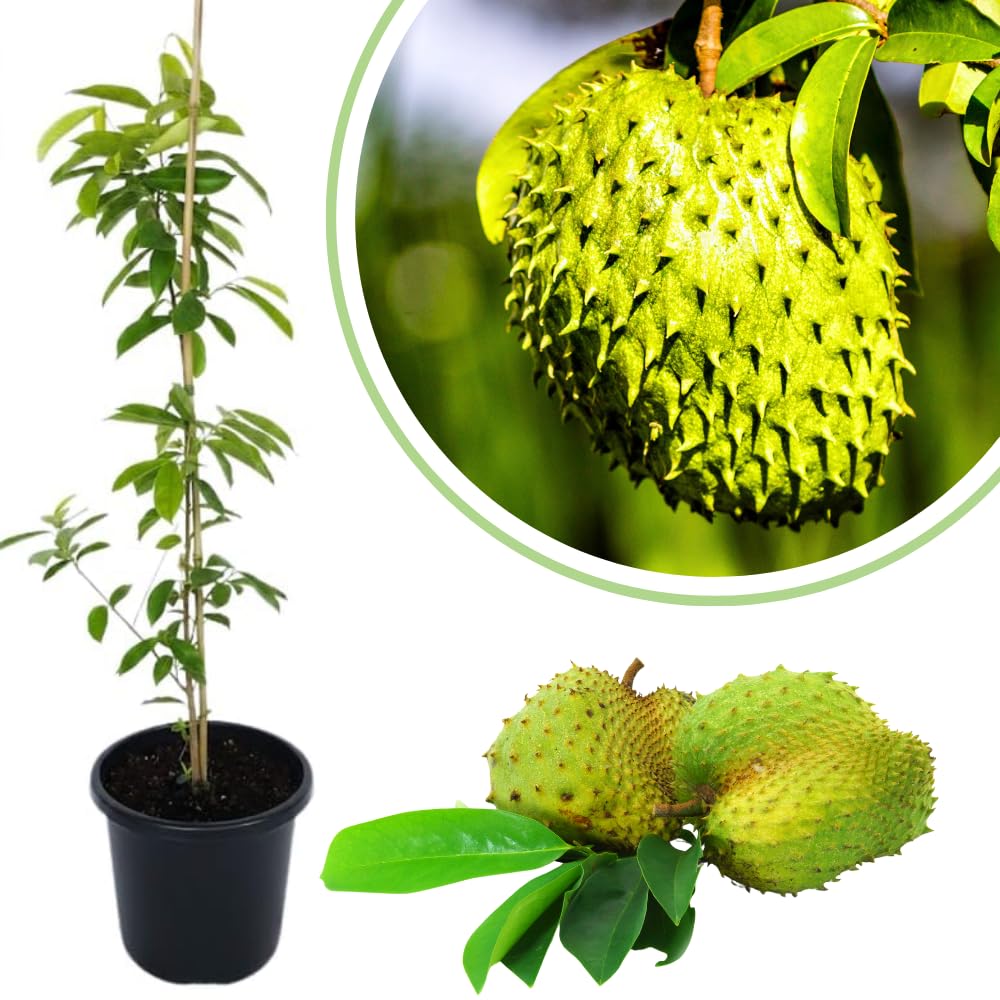 Soursop Tree Live Plant, 3 Feet, Annona Muricata Mountain Soursop Fruit Tree Fully Rooted in 3 Gallon Pot, Tropical Fruit Tree