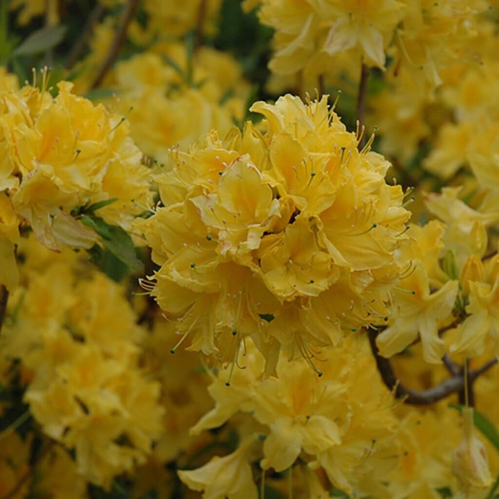 Live Plant - Lemon LIGHTSAromi Azalea Rhododendron HybridSTARTER Plant